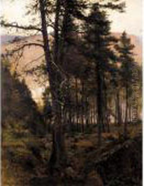 Fir Trees In The Glen - view 1