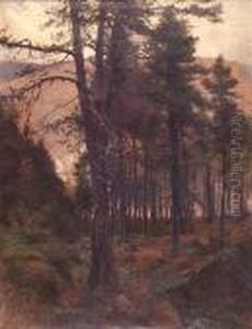 A Deeside Pine Wood
