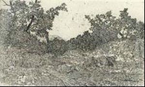 Cavallo In Riposo