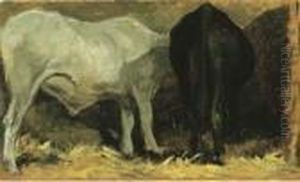 Bove Bianco E Vacca Nera