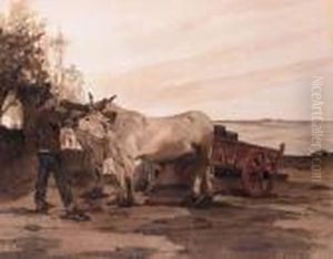 Oxen In A Field With A Farmer Adjusting Their Harness