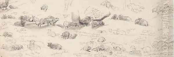 Studies of sheep - view 1