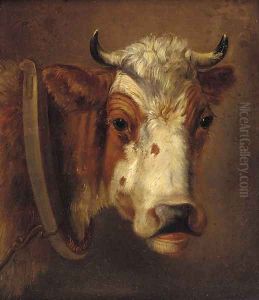 Study of a cow's head