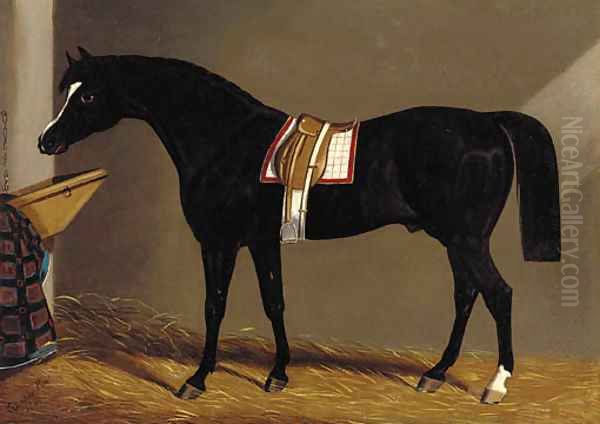 A saddled dark brown hunter in a stable - view 1