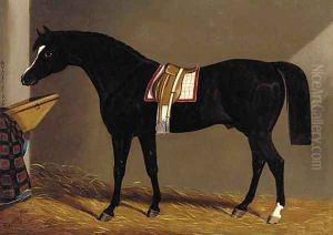 A saddled dark brown hunter in a stable