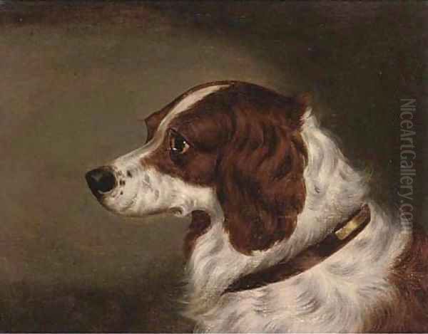 The head of a spaniel - view 1