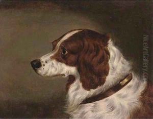 The head of a spaniel