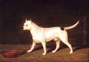 A Bull Terrier in an Interior