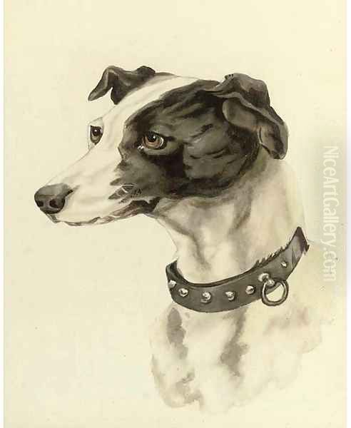 Portrait of a whippet - view 1