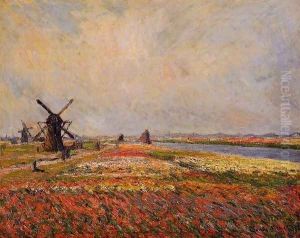 Fields Of Flowers And Windmills Near Leiden