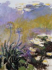 Agapanthus2