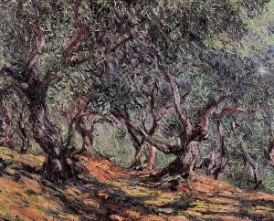 Olive Trees In Bordighera