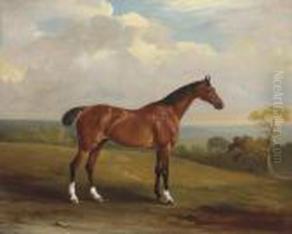 Clinker, The Bay Hunter Of H.h. Holdich-hungerford Of Dingley Park,northamptonshire - view 1