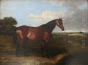 A Bay Horse In A Field