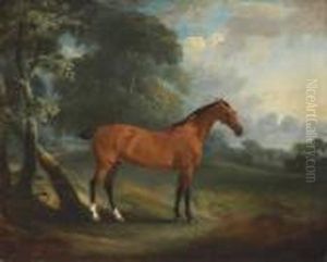 A Bay Hunter In A Wooded Landscape
