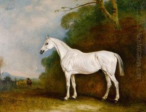 Portrait Of A Grey Colt In A Landscape - view 1