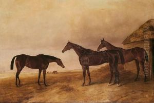Brood Mares In A Field