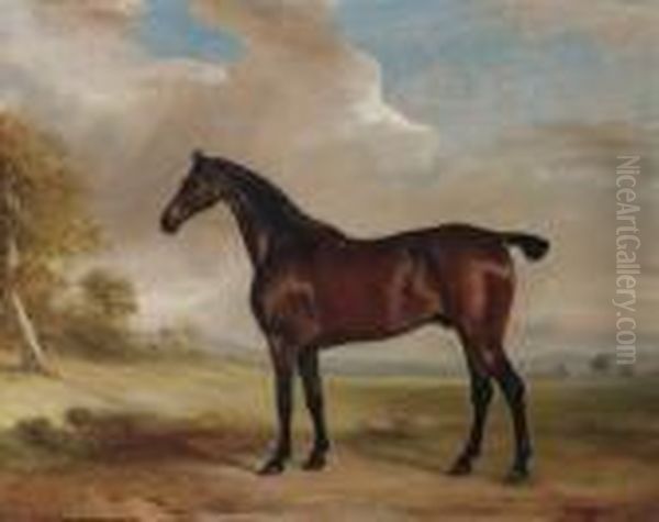 A Bay Hunter In An Extensive Landscape - view 1