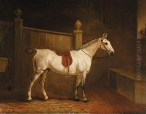 A Saddled Grey Hunter In A Stable