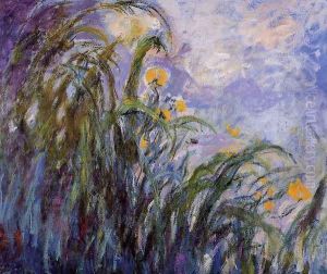 Yellow Irises3