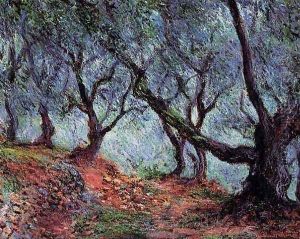 Grove Of Olive Trees In Bordighera
