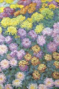 Massif de chrysanthemes thumbnail
