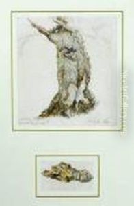 Wych Elm; Bark Of The Wych Elm