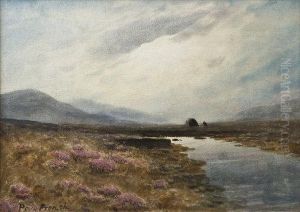 Sunlit Bog