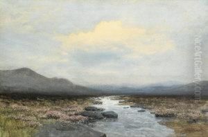 A North Antrim Bog