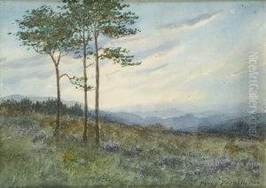 On The Outskirts Of The Pine Wood On The Outskirts Of The Pine Wood