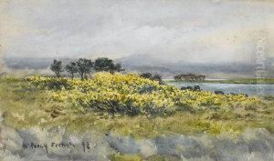 Gorse In Flower At Parknasilla, Co. Kerry