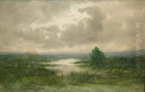 Bog Landscape