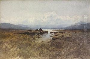 Bog Landscape