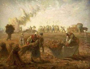 Buckwheat Harvest Summer