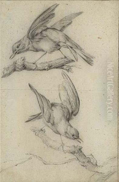 Studies Of Birds - view 1