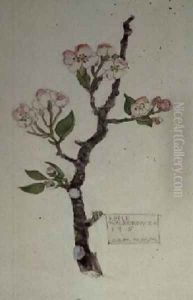 Apple Walberswick 1915 by Charles Rennie Mackintosh