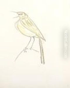 Study Of A Yellow Wagtail