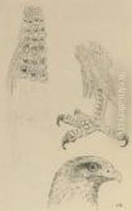 Bird Studies by Henri Gaudier-Brzeska