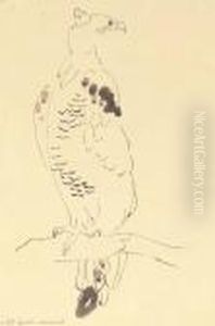 Crowned Hawk-eagle Crowned Hawk-eagle