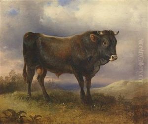 A Bull