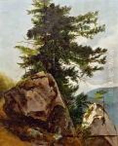 Baumstudie Baumstudie