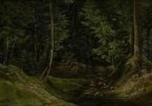 Blick Auf Eine Waldlichtung