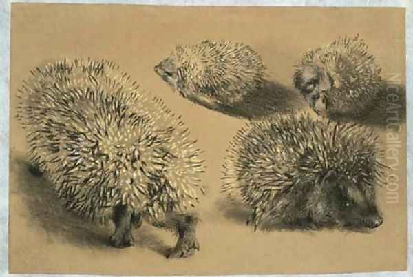 Four studies of a hedgehog - view 1