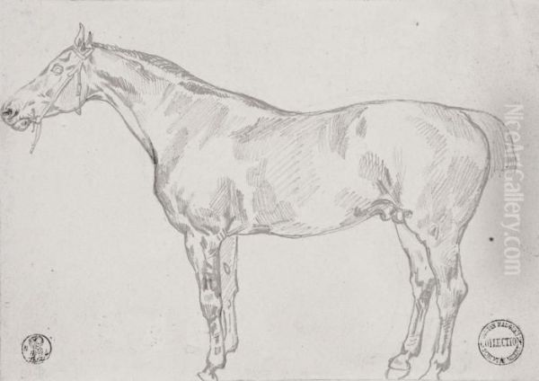 Study Of A Horse - view 1
