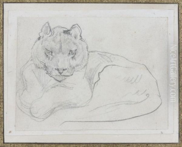 Lionne Au Repos - view 1
