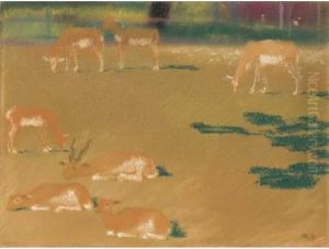 Hirschziegen - Antilope