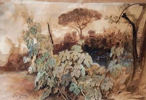 Paesaggio Con Umbrella Pine