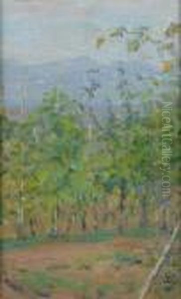 Vigneto - view 1