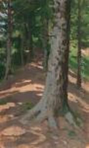 Alberi All'abetone