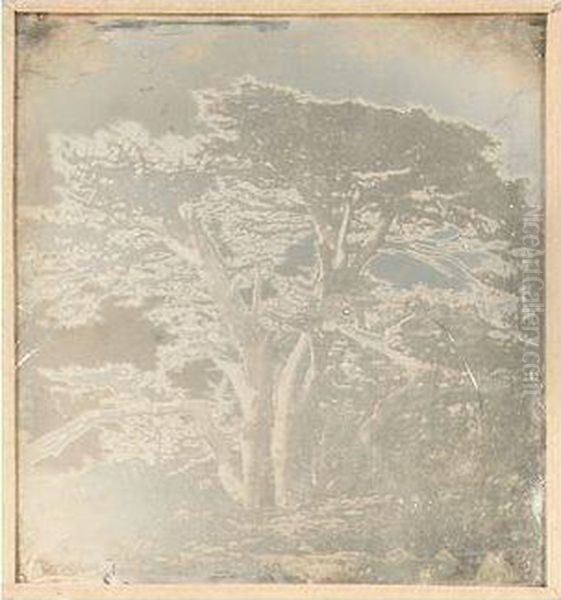Bis. Liban, Les Cedres - view 1